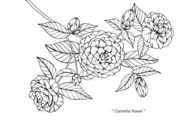 Kamelya çiçek Çizim ve eskiz.