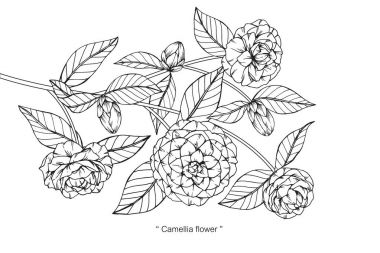 Kamelya çiçek Çizim ve eskiz ile çizgi-resim beyaz arka plan üzerinde.