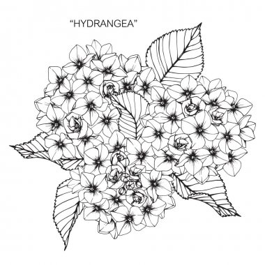 Ortanca çiçek. Çizim ve eskiz ile siyah beyaz çizgi-roman.