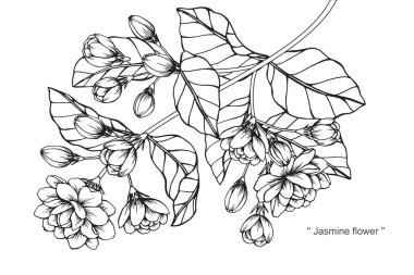 Yasemin çiçeği. Çizim ve eskiz ile siyah beyaz çizgi-roman.