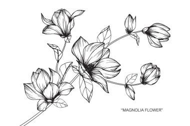 Manolya çiçek. Çizim ve eskiz ile siyah beyaz çizgi-roman.