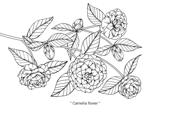 Kamelya çiçek Çizim ve eskiz ile çizgi-resim beyaz arka plan üzerinde.