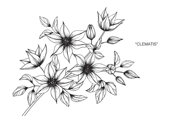 Clematis dibujo de flores y boceto . — Vector de stock