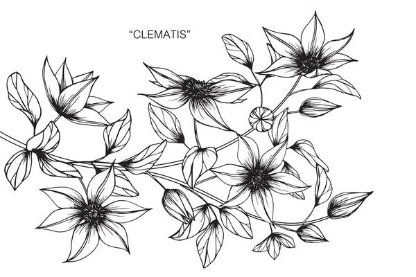 Clematis Flores Desenho Esboço Com Linha Arte Fundos Brancos —  Vetores de Stock