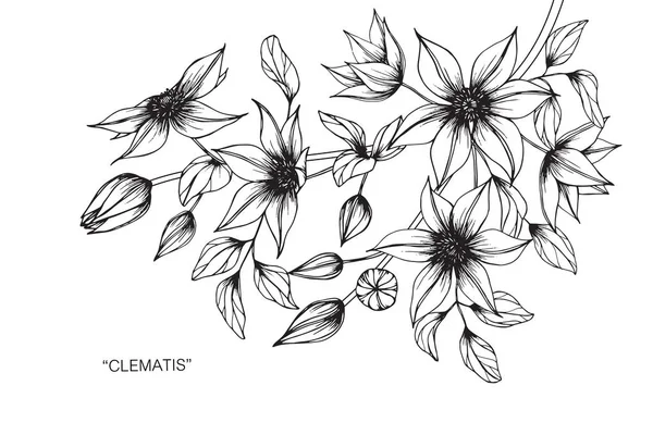 Clematis Flores Dibujo Boceto Con Line Art Sobre Fondos Blancos — Vector de stock