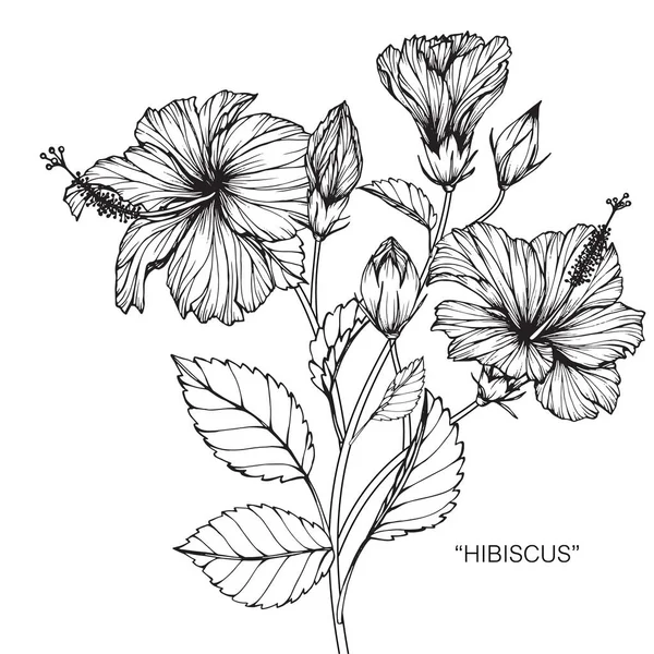 Dibujo Boceto Hibiscus Con Line Art Sobre Fondos Blancos — Vector de stock