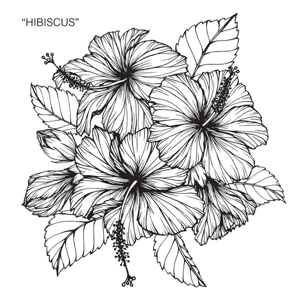 Kwiat Hibiskusa Rysunek Szkic Czarno Białe Grafiki Liniowej — Wektor stockowy