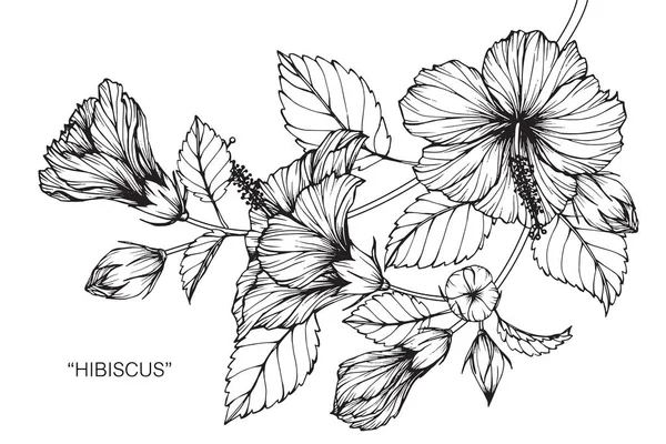 Kwiat Hibiskusa Rysunek Szkic Czarno Białe Grafiki Liniowej — Wektor stockowy