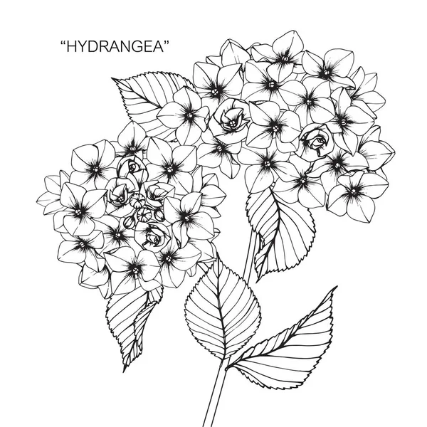 Ortanca çiçek. Çizim ve eskiz ile siyah beyaz çizgi-roman.
