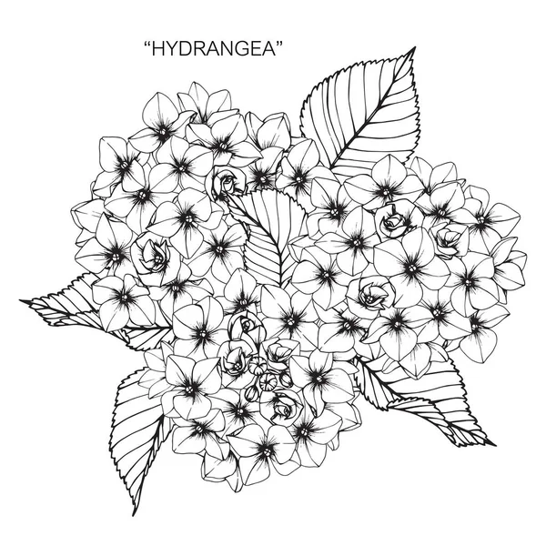 Hydrangea flower. Drawing and sketch with black and white line-art.