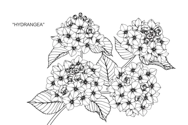 Hydrangea flower. Drawing and sketch with black and white line-art.