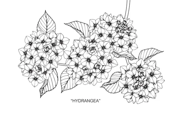 Hydrangea flower. Drawing and sketch with black and white line-art.