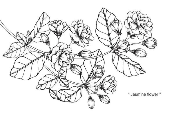 Jasmine Flower Drawing in Pastel · Creative Fabrica