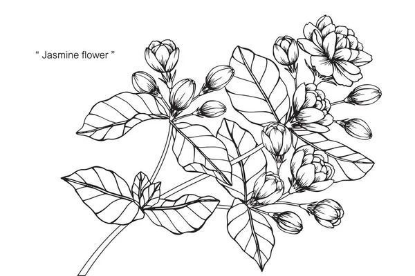 Yasemin çiçeği. Çizim ve eskiz ile siyah beyaz çizgi-roman.