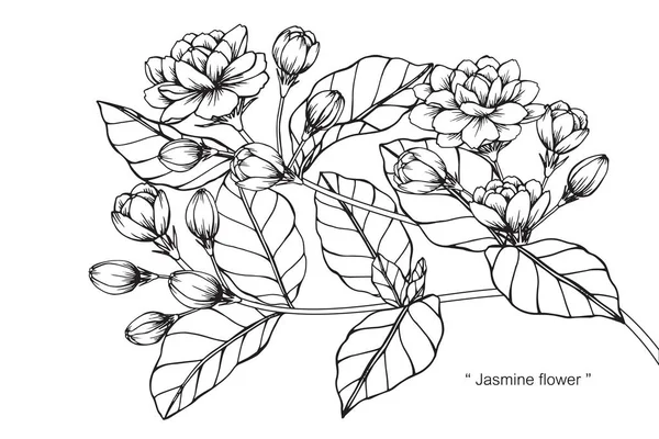 Flor Jasmim Desenho Esboço Com Preto Branco Line Art —  Vetores de Stock