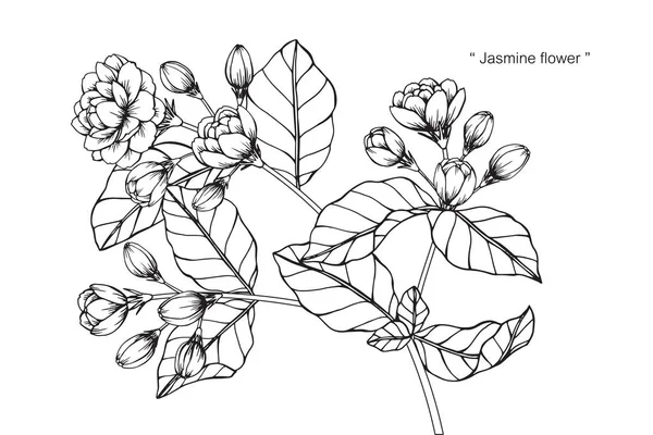 Jasmine Flower Tekenen Schetsen Met Zwarte Witte Lijn Kunst — Stockvector