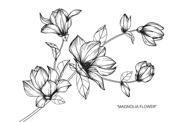 Manolya çiçek. Çizim ve eskiz ile siyah beyaz çizgi-roman.