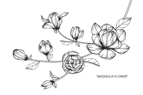 Fiore Magnolia Disegno Schizzo Con Line Art Bianco Nero — Vettoriale Stock