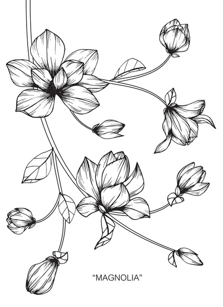 Flor Magnolia Dibujo Boceto Con Línea Arte Blanco Negro — Vector de stock