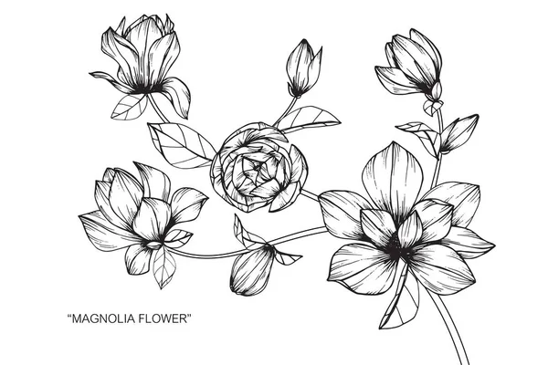 Цветок Магнолии Рисунок Эскиз Черно Белой Линией — стоковый вектор