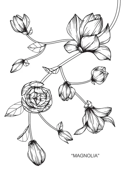 Magnolia Bloemen Tekenen Schetsen Met Zwarte Witte Lijn Kunst — Stockvector