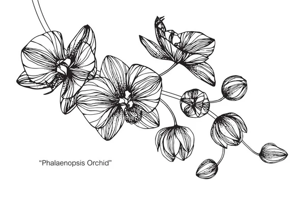 Orchideen Blühen Zeichnung Und Skizze Mit Schwarz Weißer Linienführung — Stockvektor