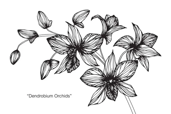 Flores Orquídeas Dibujo Boceto Con Línea Arte Blanco Negro — Vector de stock