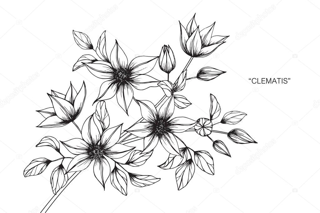 Clematis flower drawing and sketch.