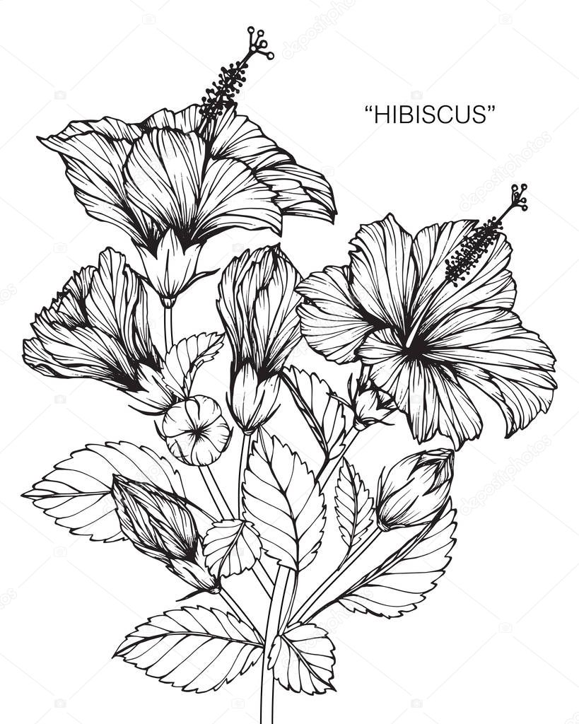 Hibiscus flower line drawing Hibiscus Flower Drawing Sketch Black