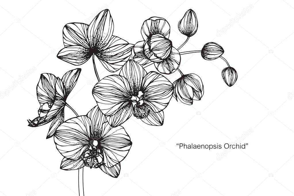 Orchids flower. Drawing and sketch with black and white line-art.