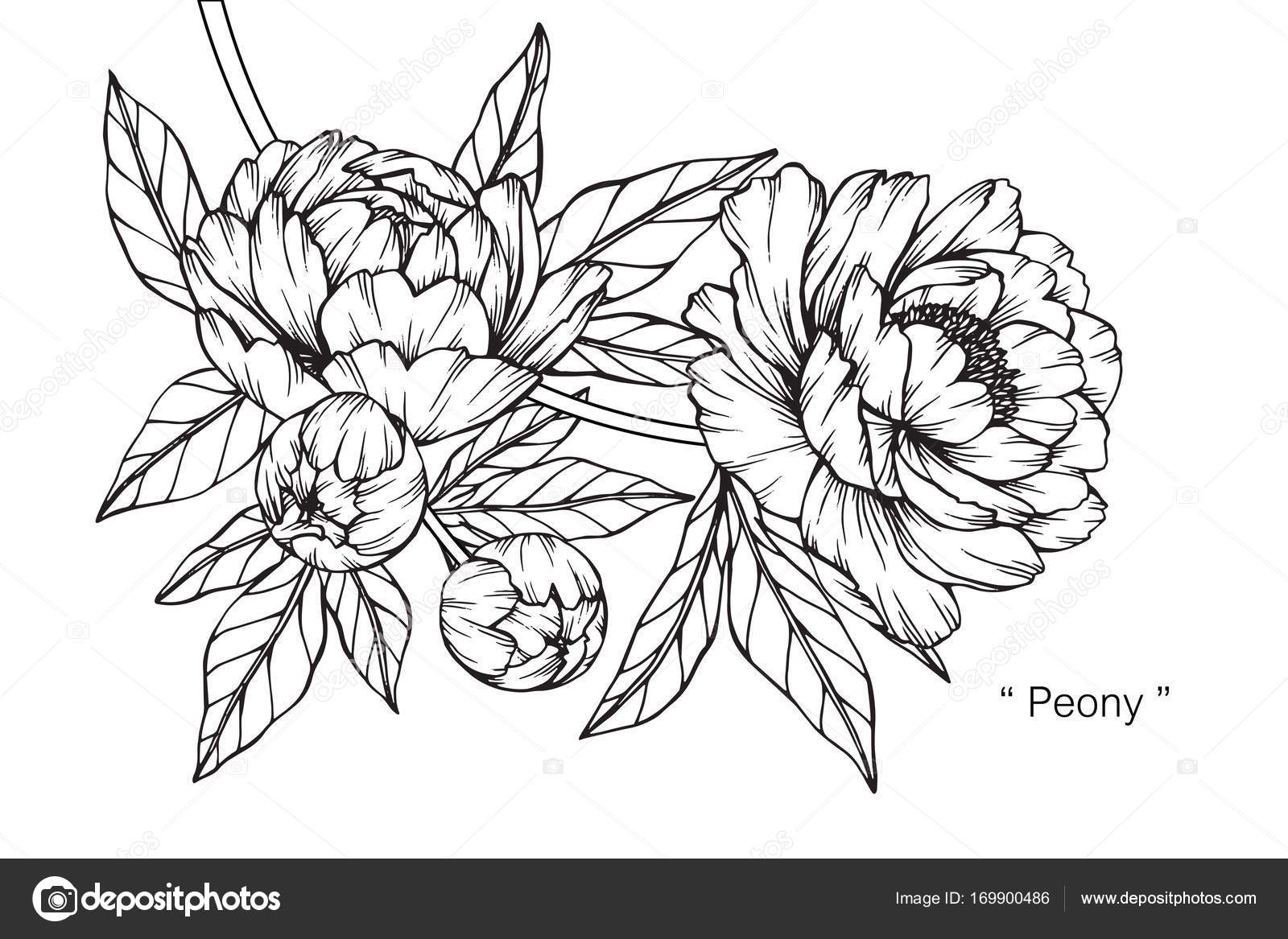 Fleur Pivoine Dessin Croquis Avec Dessin Noir Blanc ... Fleur Pivoine Dessin Croquis Avec Dessin Noir Blanc ...