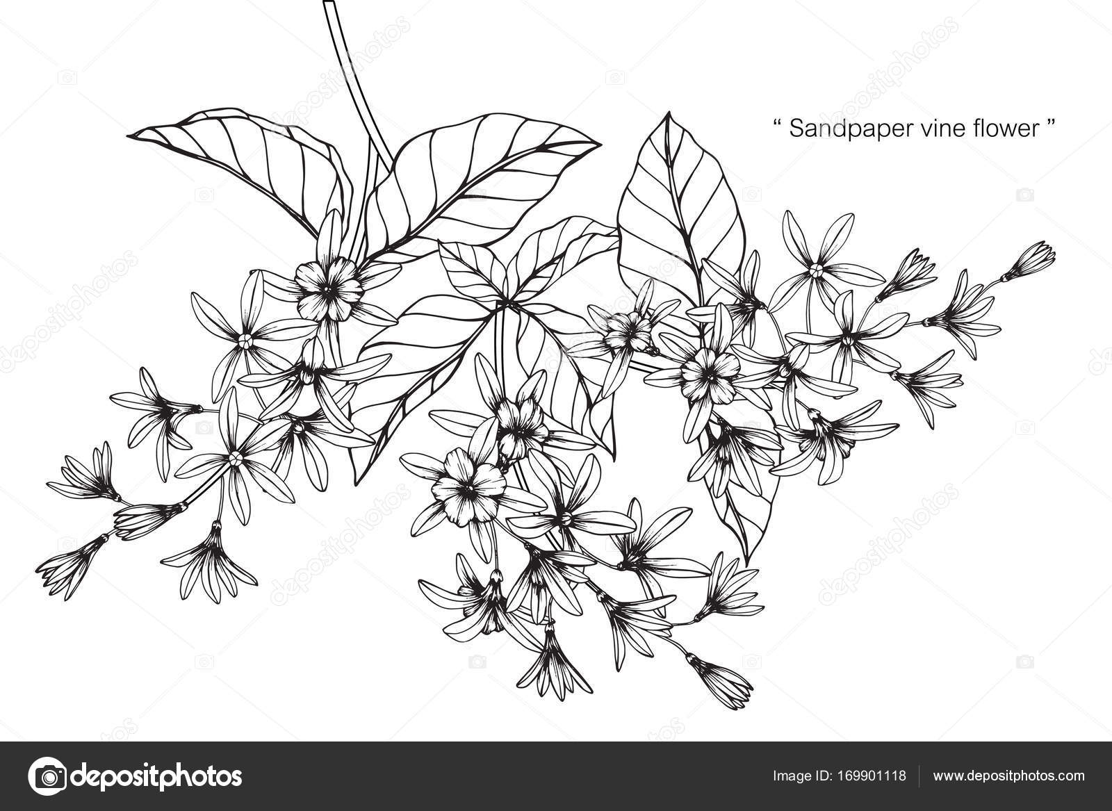 Sandpaper Vine Flower Drawing Sketch Black White Line Art Stock Vector