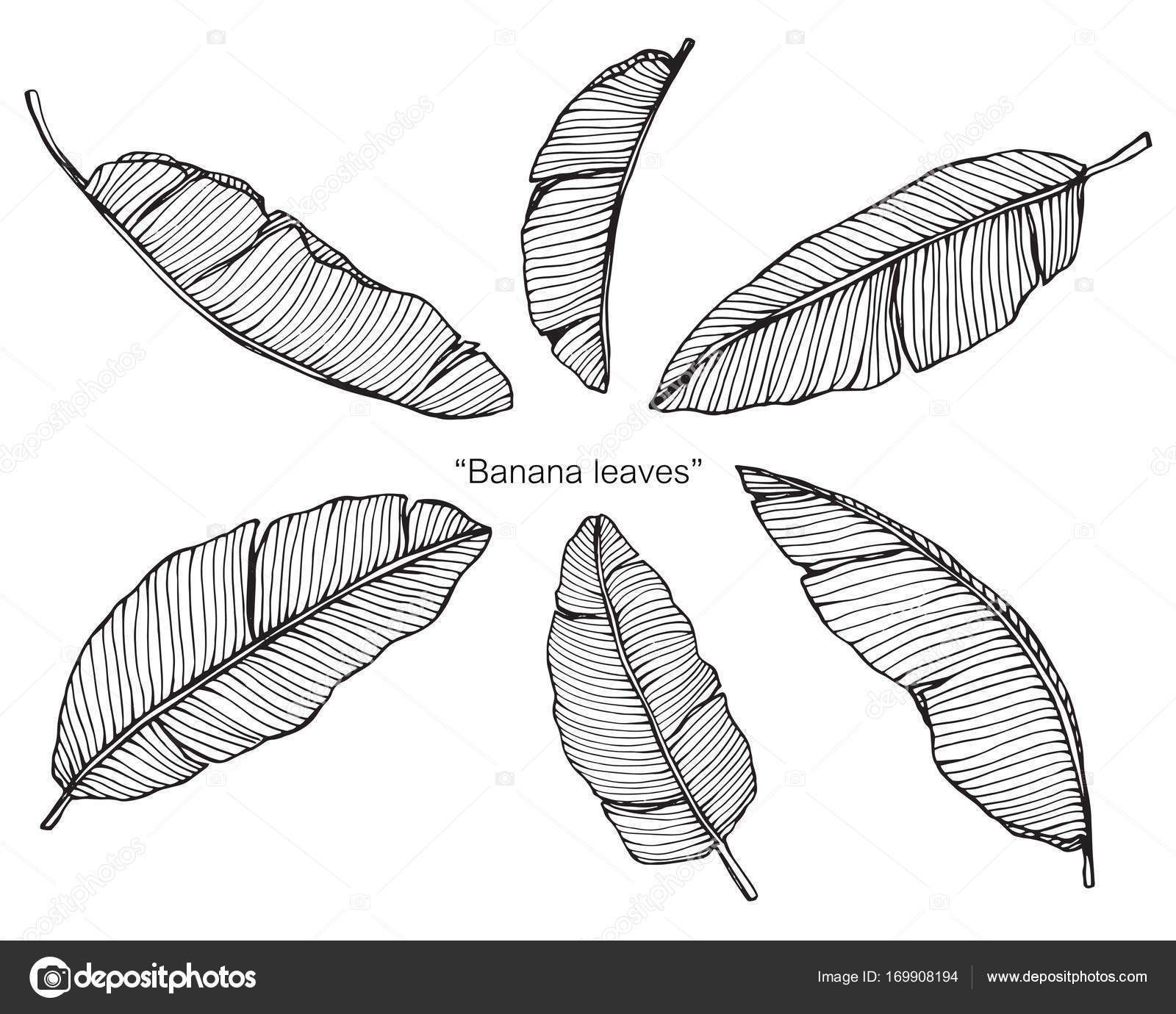 Banana Line Drawing Stock Vectors Royalty Free Banana Line Drawing Illustrations Page 4 Depositphotos