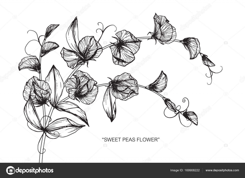 How To Draw A Sweet Pea Flower Step By Step Best Flower Site