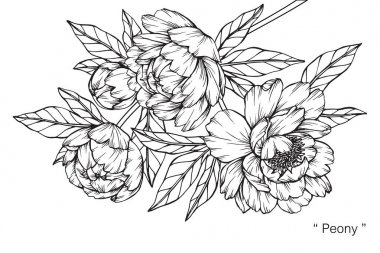 Şakayık çiçeği. Çizim ve eskiz ile siyah beyaz çizgi-roman.