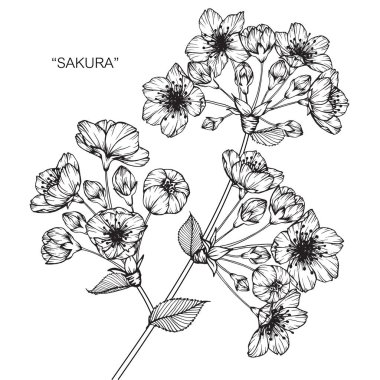 Kiraz çiçeği çiçek. Çizim ve eskiz ile siyah beyaz çizgi-roman.