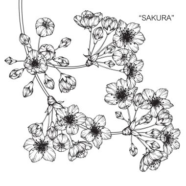 Kiraz çiçeği çiçek. Çizim ve eskiz ile siyah beyaz çizgi-roman.