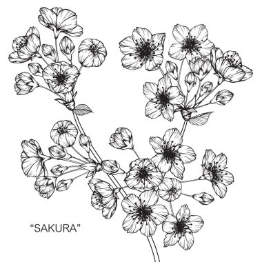 Kiraz çiçeği çiçek. Çizim ve eskiz ile siyah beyaz çizgi-roman.
