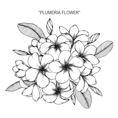 Plumeria çiçek. Çizim ve eskiz ile siyah beyaz çizgi-roman.