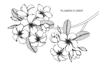 Plumeria çiçek. Çizim ve eskiz ile siyah beyaz çizgi-roman.