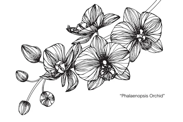 Flor Orquídeas Desenho Esboço Com Preto Branco Line Art — Vetor de Stock
