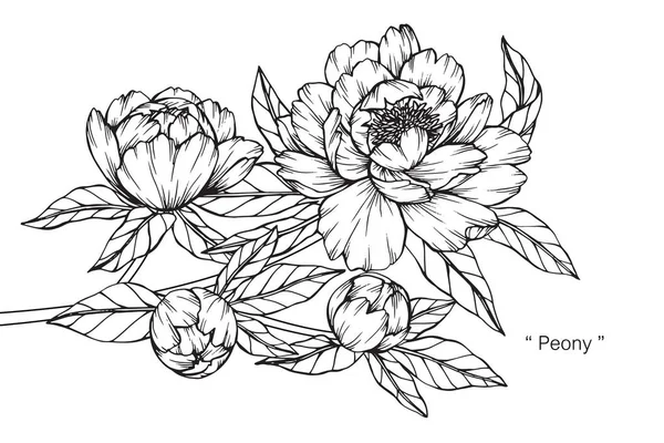Пионский Цветок Рисунок Эскиз Черно Белой Линией — стоковый вектор