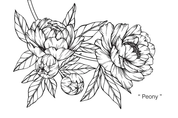 Пионский Цветок Рисунок Эскиз Черно Белой Линией — стоковый вектор