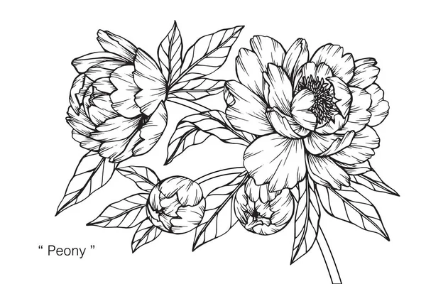 Flor Peónia Desenho Esboço Com Preto Branco Line Art —  Vetores de Stock