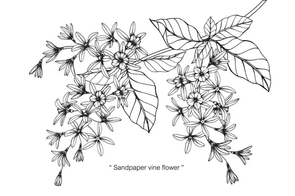 Zımpara asma çiçek. Çizim ve eskiz ile siyah beyaz çizgi-roman.