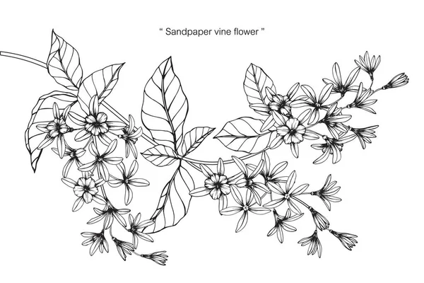 Zımpara asma çiçek. Çizim ve eskiz ile siyah beyaz çizgi-roman.