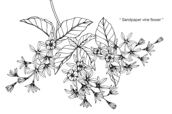 Schuurpapier Wijnstok Bloem Tekenen Schetsen Met Zwarte Witte Lijn Kunst — Stockvector