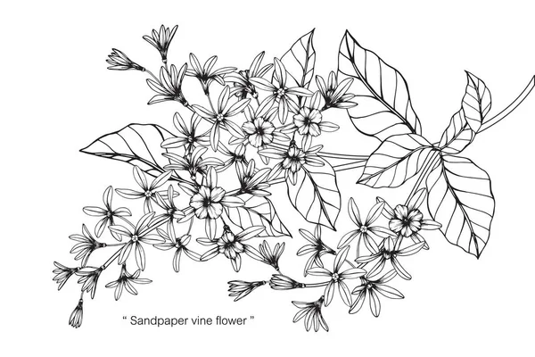 紙やすりつる花 図面と黒と白の線画でスケッチ — ストックベクタ