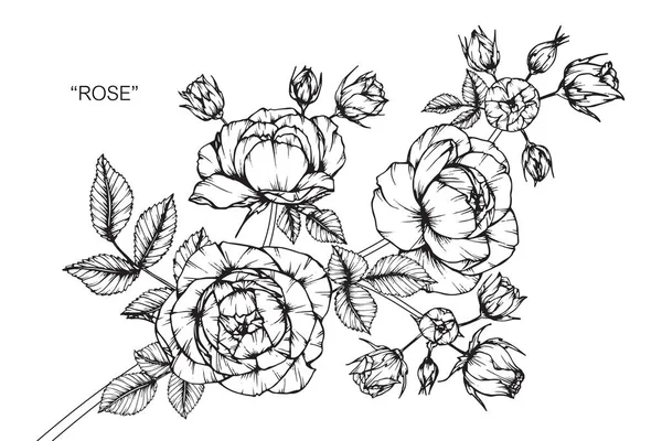 Gül Çiçek Çizim Eskiz Ile Siyah Beyaz Çizgi Roman — Stok Vektör