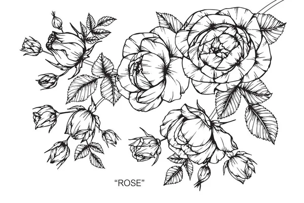 Roses Flower Drawing Sketch Black White Line Art — Stock Vector